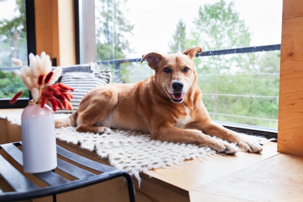 Foto Luxe vakantie met hond