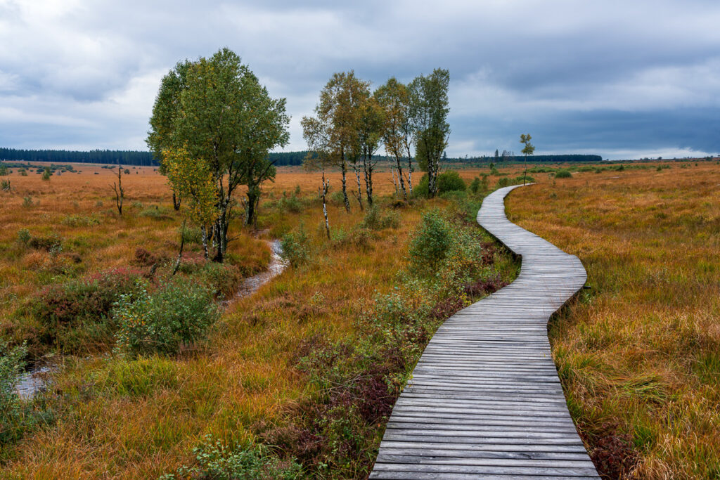 Moorland,Landscape,Of,The,High,Fens,In,Autumn,,Belgium.