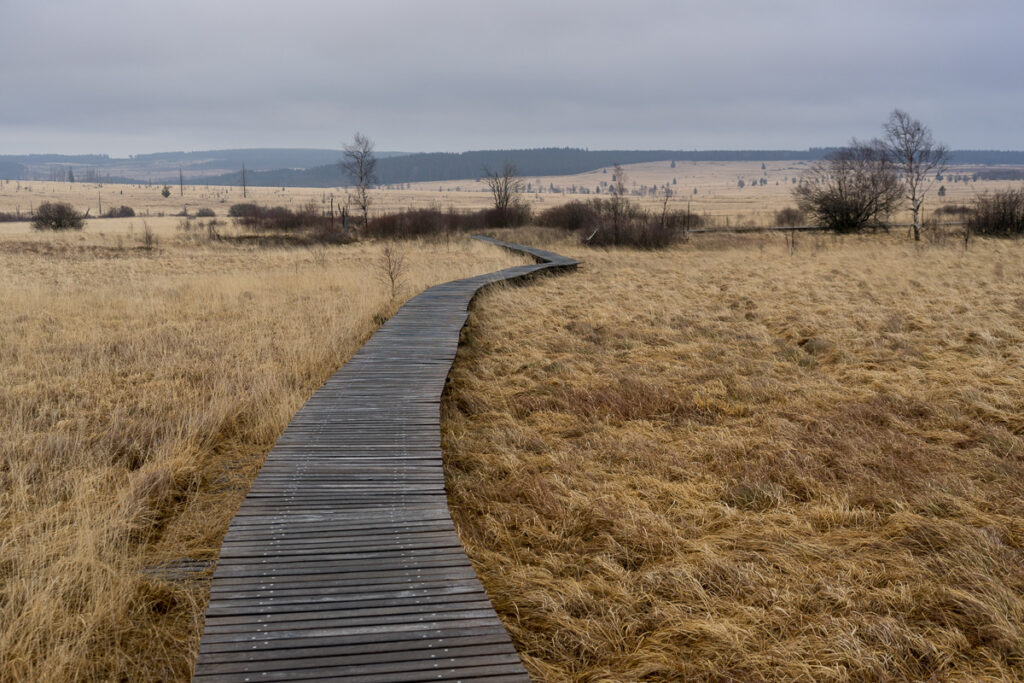 Boardwalk,In,Nature,Park,Hautes,Fagnes,(high,Fens),In,Belgium